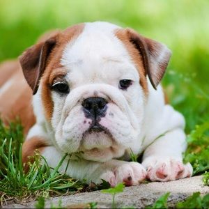 Meet your Posher, Irene